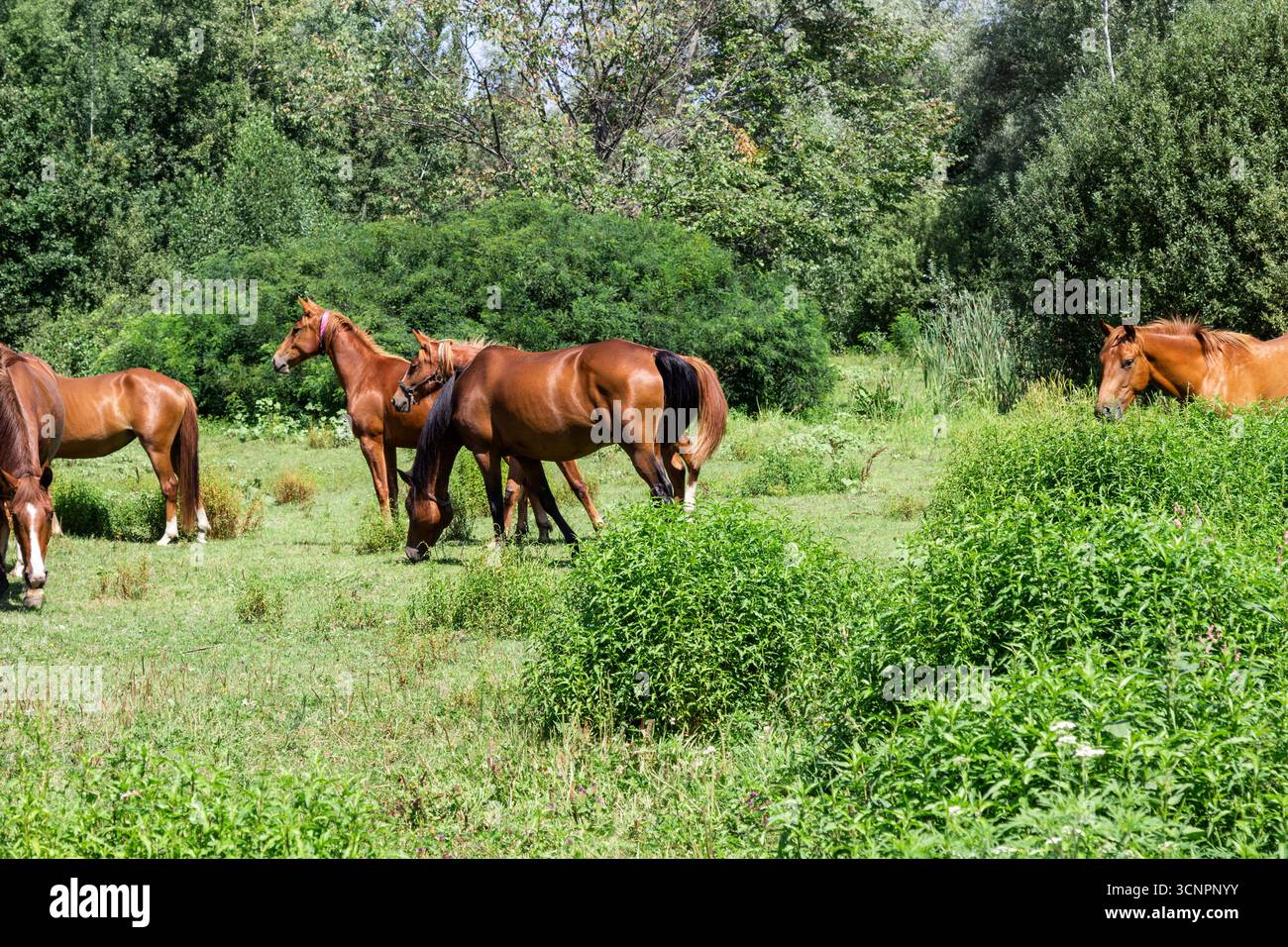 Eine Herde Pferde durchquert den Wald. Stockfoto