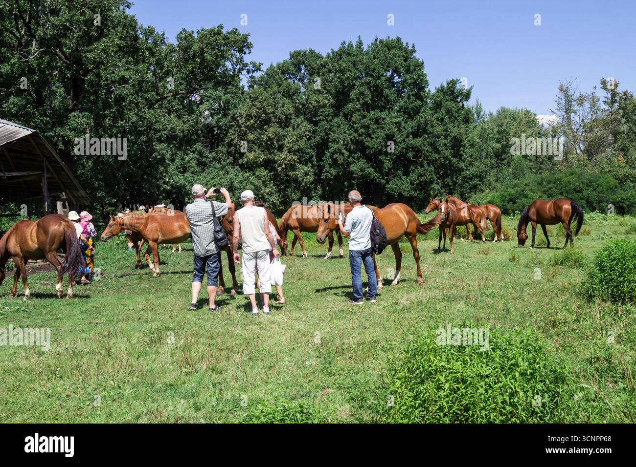 Die Leute fotografieren eine Pferdeherde im Wald. Stockfoto