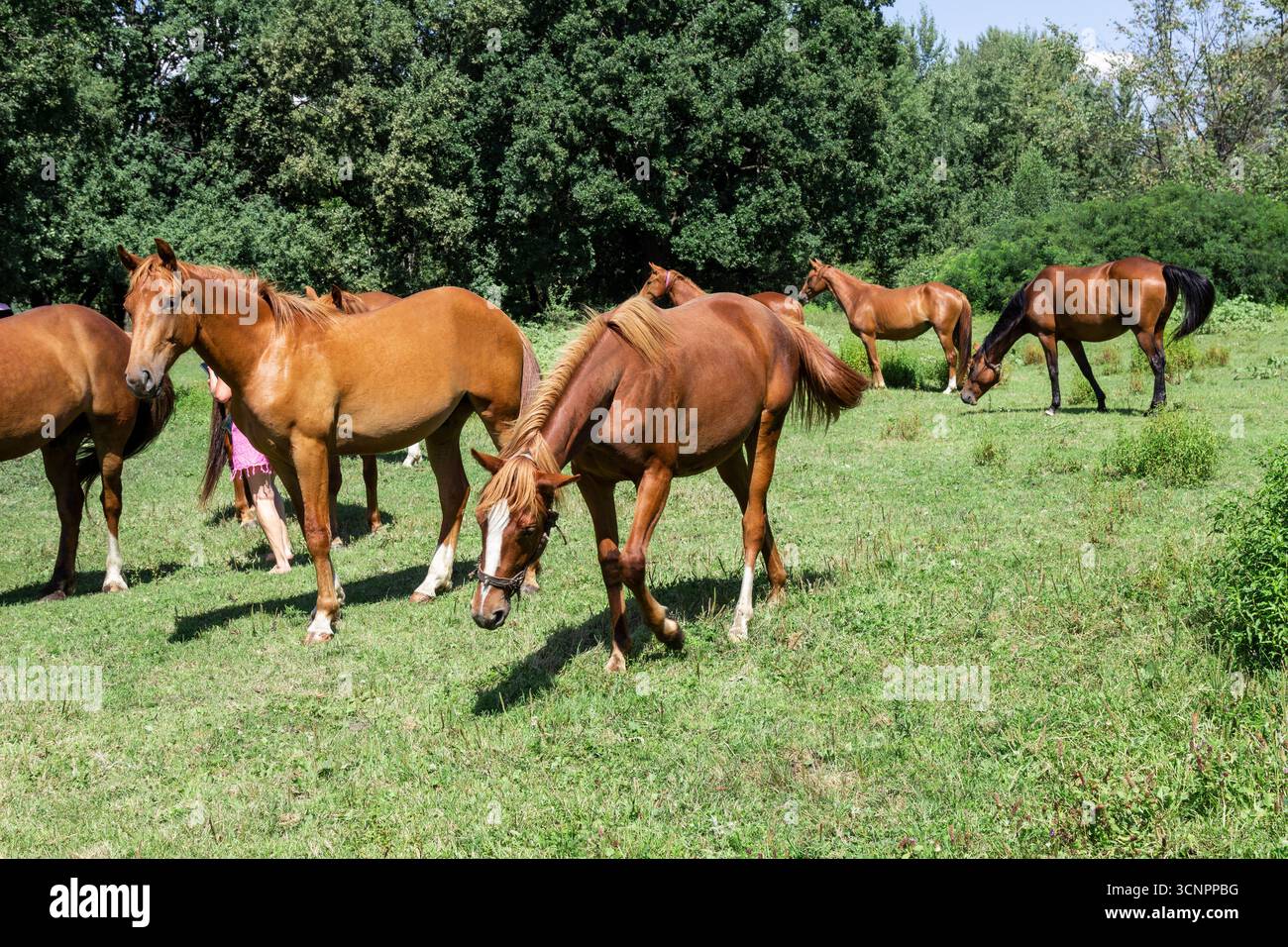 Eine Pferdeherde auf einer grünen Wiese in der Nähe des Waldes. Stockfoto