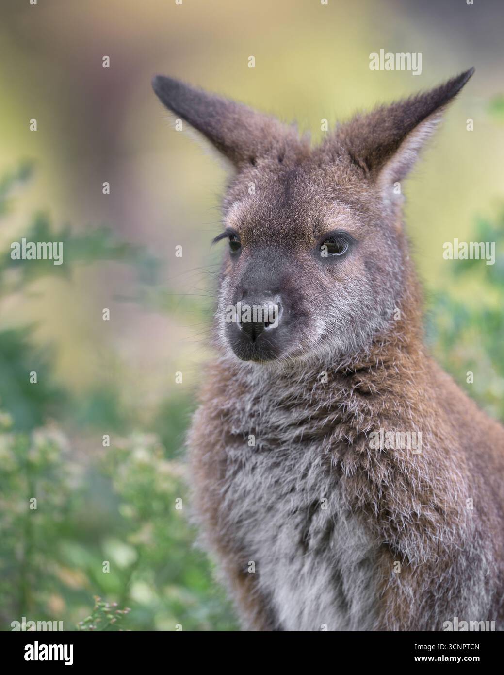 Rothalswallaby oder Bennetts Wallaby (Notamacropus rufogriseus) Nahporträt Stockfoto