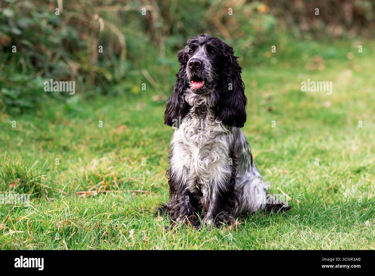 Wunderschöner englischer Cocker Spaniel, der die offene Landschaft genießt und frei auf frischem Gras läuft. Perfektes Foto für Themen des aktiven Lebensstils, der Landschaft mit Stockfoto
