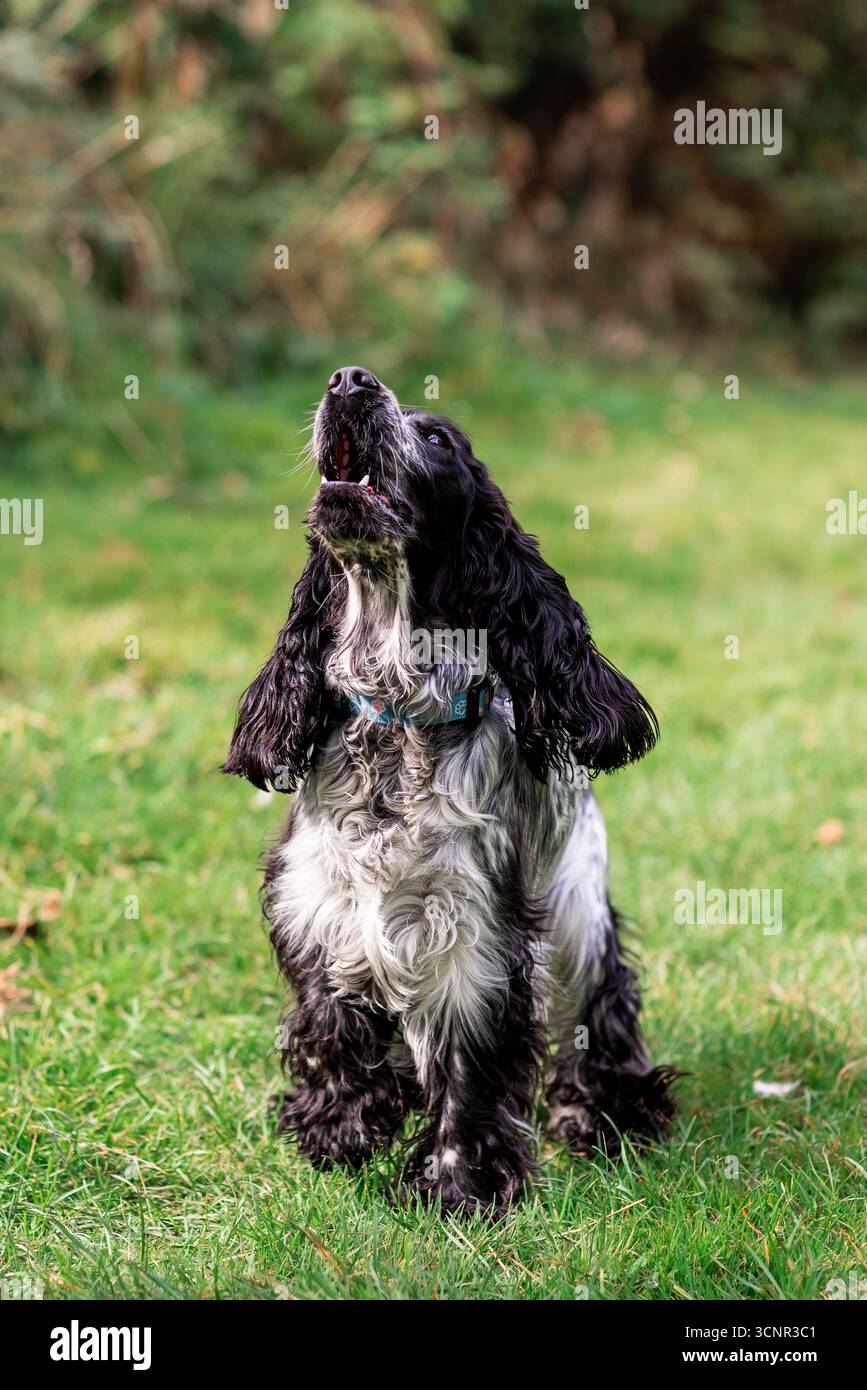 Wunderschöner englischer Cocker Spaniel, der die offene Landschaft genießt und frei auf frischem Gras läuft. Perfektes Foto für Themen des aktiven Lebensstils, der Landschaft mit Stockfoto