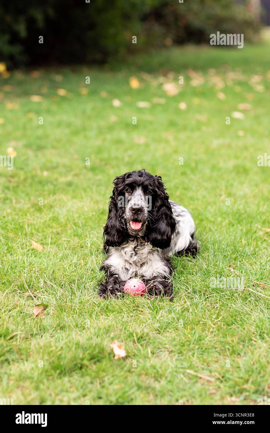 Wunderschöner englischer Cocker Spaniel, der die offene Landschaft genießt und frei auf frischem Gras läuft. Perfektes Foto für Themen des aktiven Lebensstils, der Landschaft mit Stockfoto