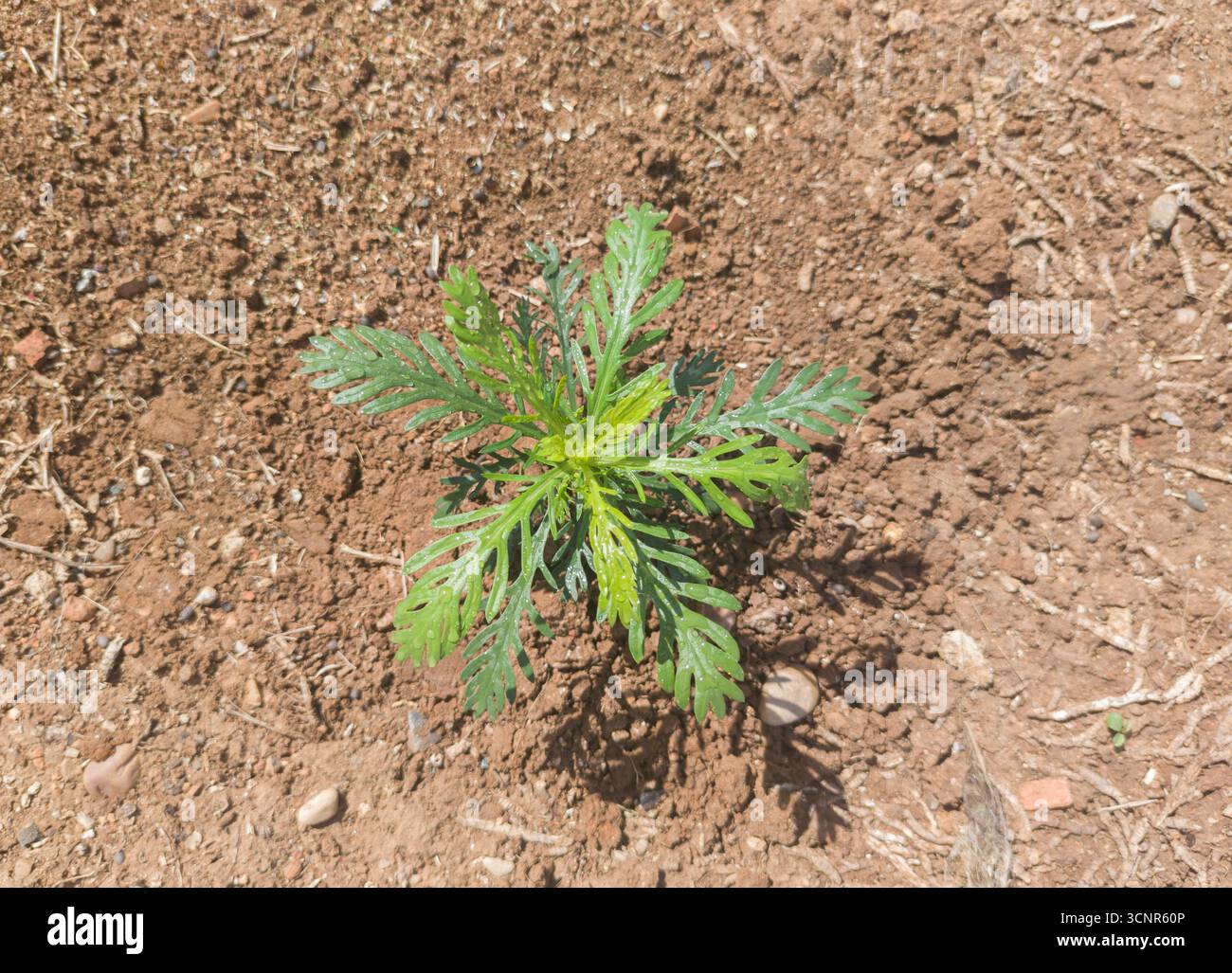 Graublättrige euryops neu gepflanzt. Transplantationsaufgaben im Garten Stockfoto