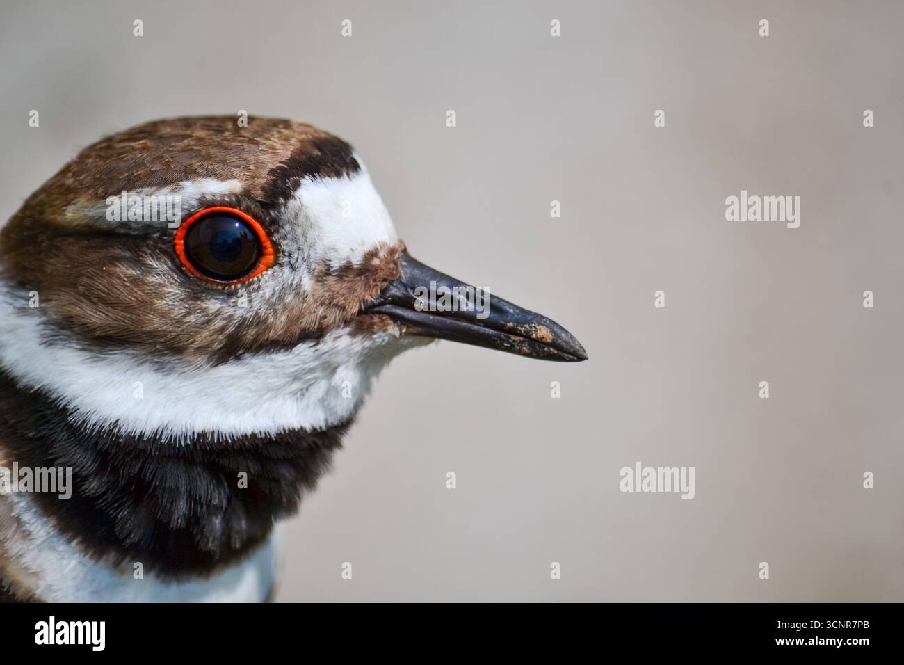 Charadrius vociferus Eine detaillierte Nahaufnahme des Kopfes eines Killdeers, die den roten Augenring, das braune und weiße Gefieder und den eleganten schwarzen Schnabel hervorhebt. Stockfoto