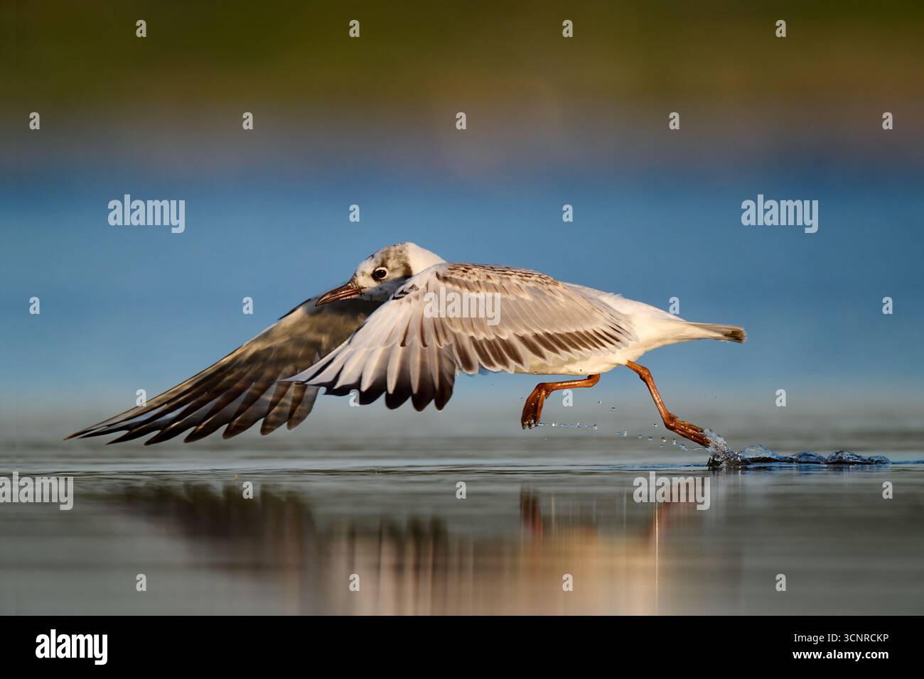 Die gewöhnliche Möwe nimmt sich am frühen Morgen ab. Stockfoto