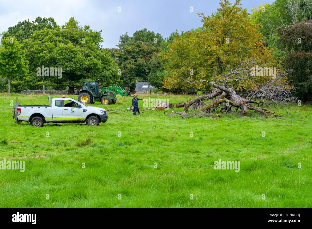 Arbeiter, die sich darauf vorbereiten, einen umgefallenen Baum im Pollok Country Park, Glasgow, Schottland, Großbritannien, zu schneiden und zu entfernen Stockfoto