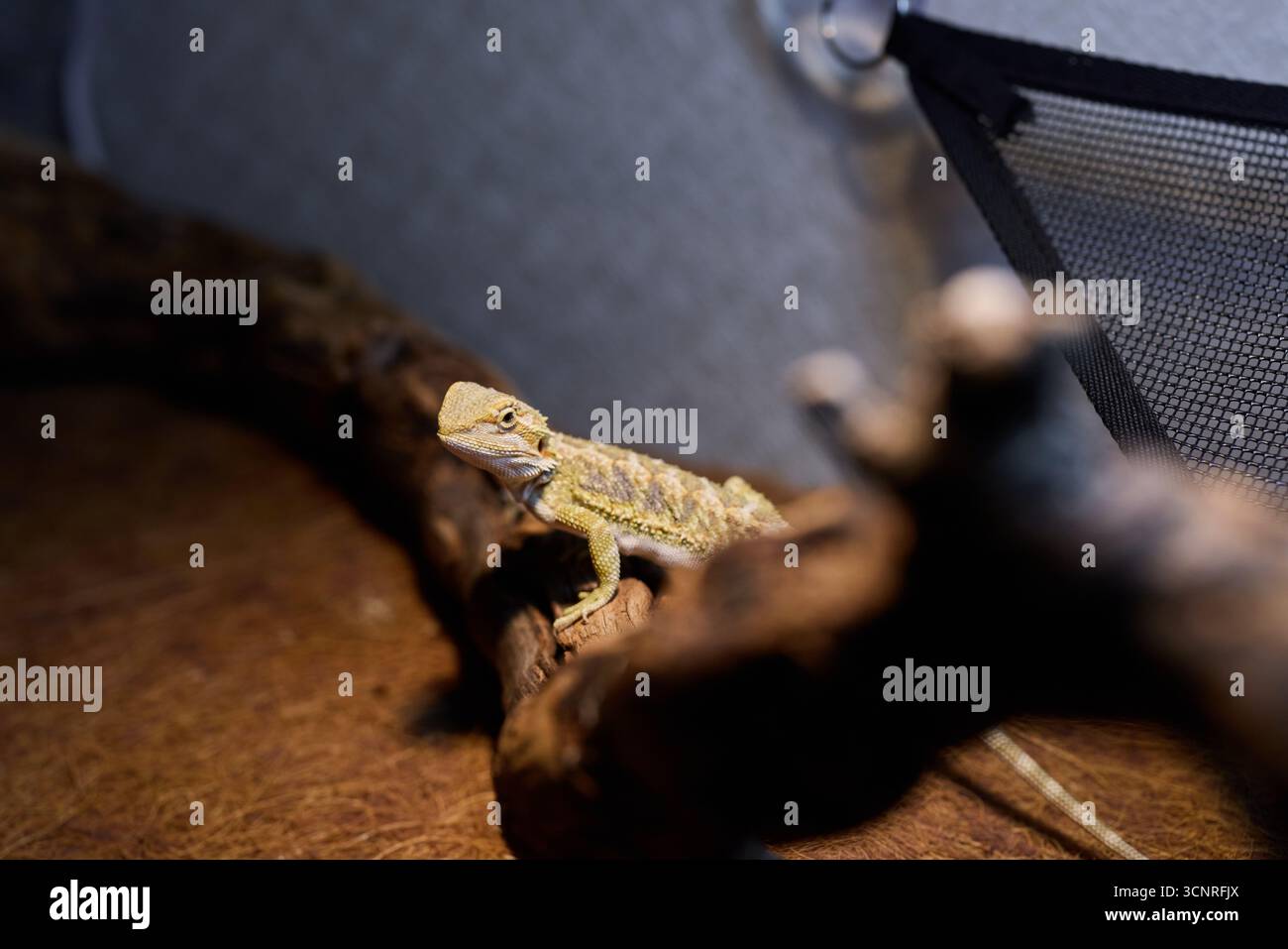 Der Bärtige Drache ist ein faszinierendes Wesen in seinem Wüstenhabitat mit leuchtenden Farben Stockfoto