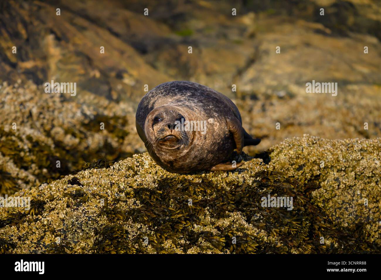 Seehunde auf Felsen im Tofino Gebiet von Vancouver Island, Pacific Rim National Park, British Columbia, Kanada Stockfoto