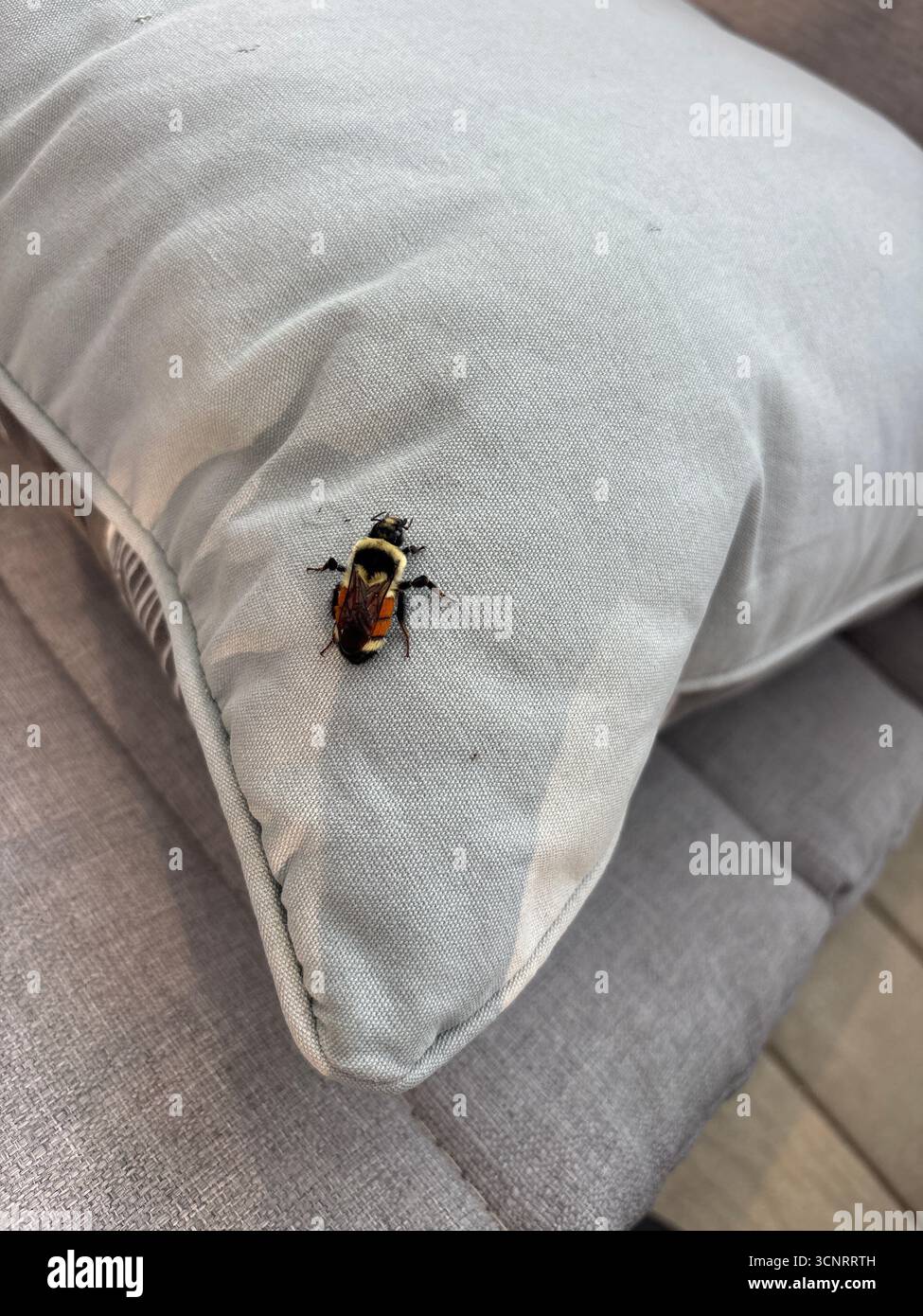 "Eine Biene liegt auf einem Kissen, eine zarte Begegnung zwischen Natur und Hausleben." - Smartphone-aufgenommenes Stockfoto