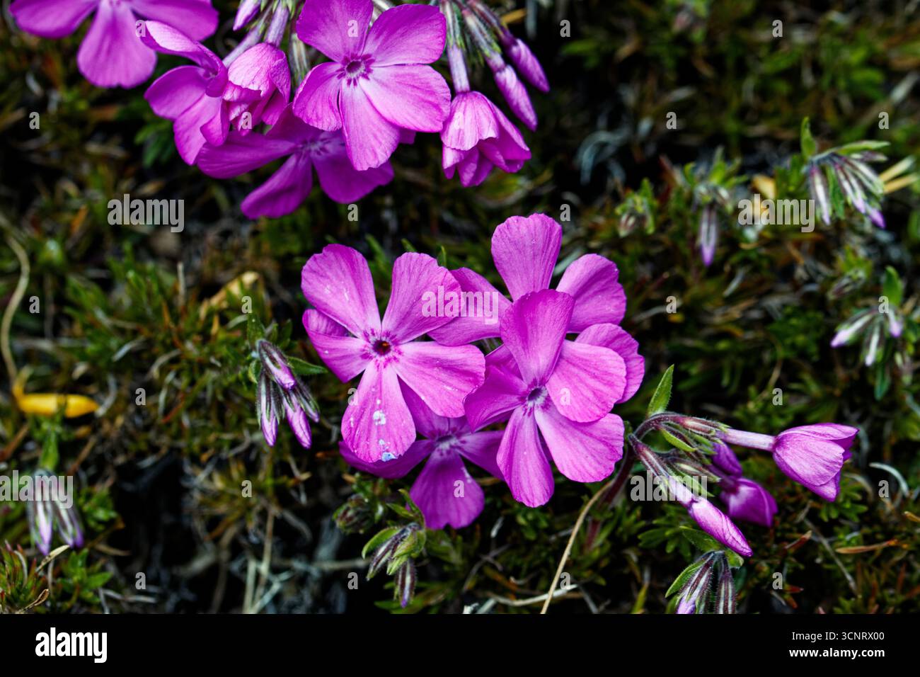 Phlox subulata der kriechende Phlox, Moosphlox, Moosrosa oder Bergphlox, ist eine Art blühender Pflanze aus der Familie der Polemoniaceae. Stockfoto