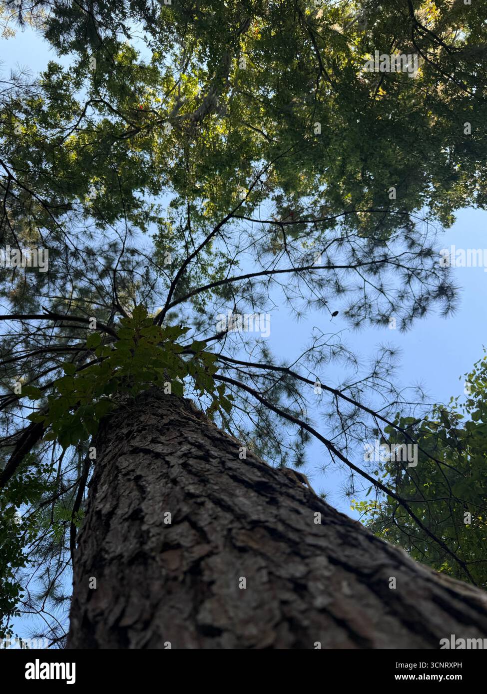 Ich schaue vom Boden einer Kiefer nach oben Stockfoto