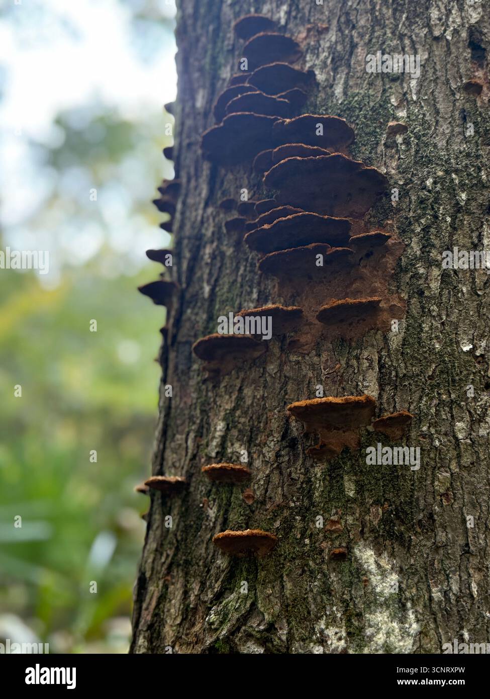 Pilze, die sporadisch am Baum wachsen - Smartphone-aufgenommenes Stockfoto