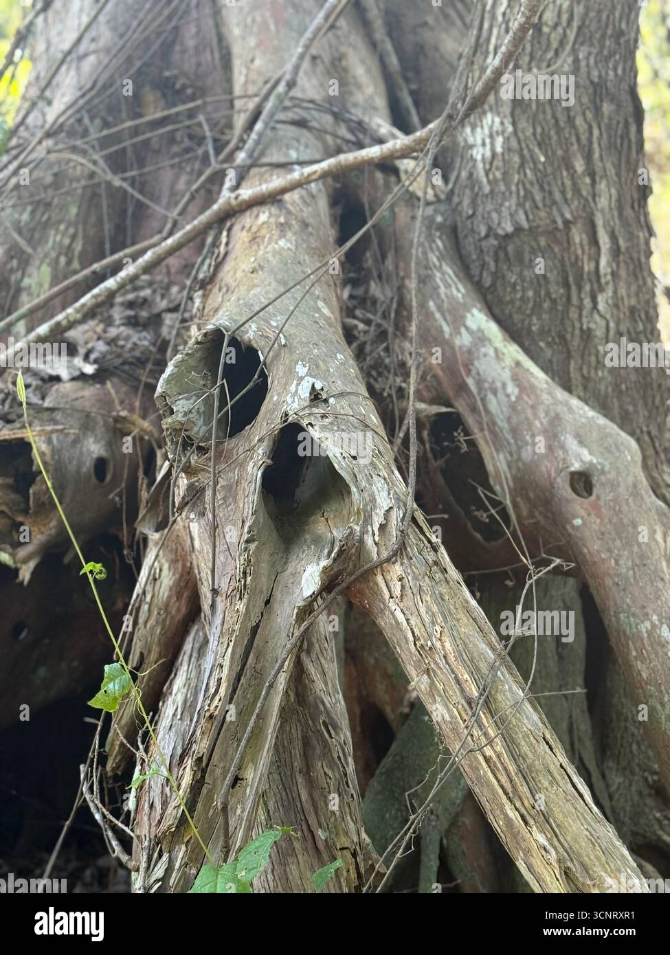 Ein Baum im Woodlands Conservancy, der eine Ähnlichkeit mit einem menschlichen Schädel hat - Smartphone-aufgenommenes Stockfoto