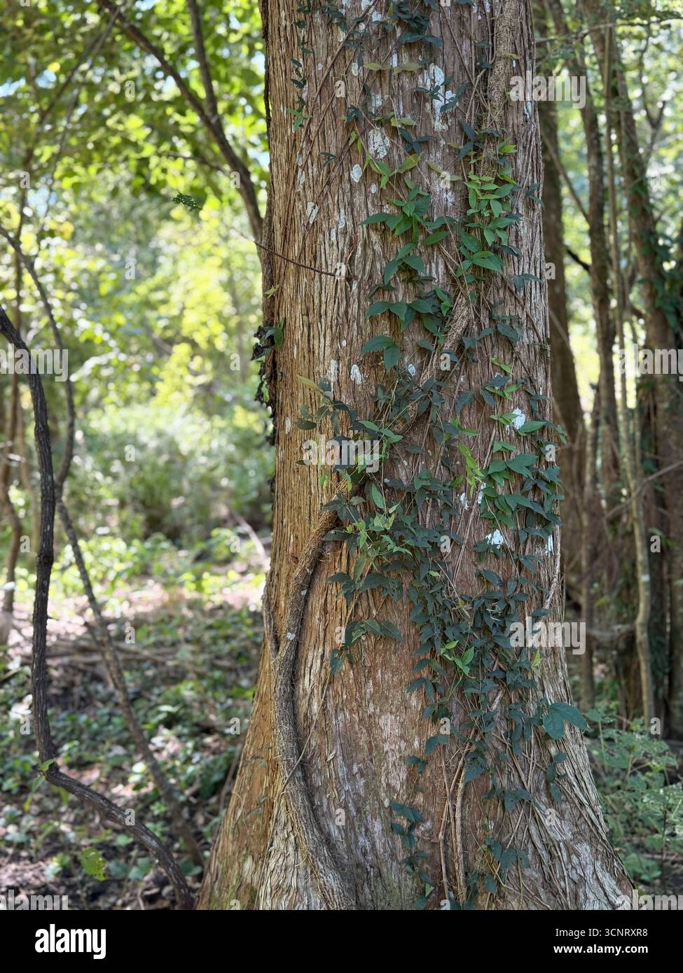 Reben- und Blattmuster auf hohem Baum - Smartphone-aufgenommenes Stockfoto