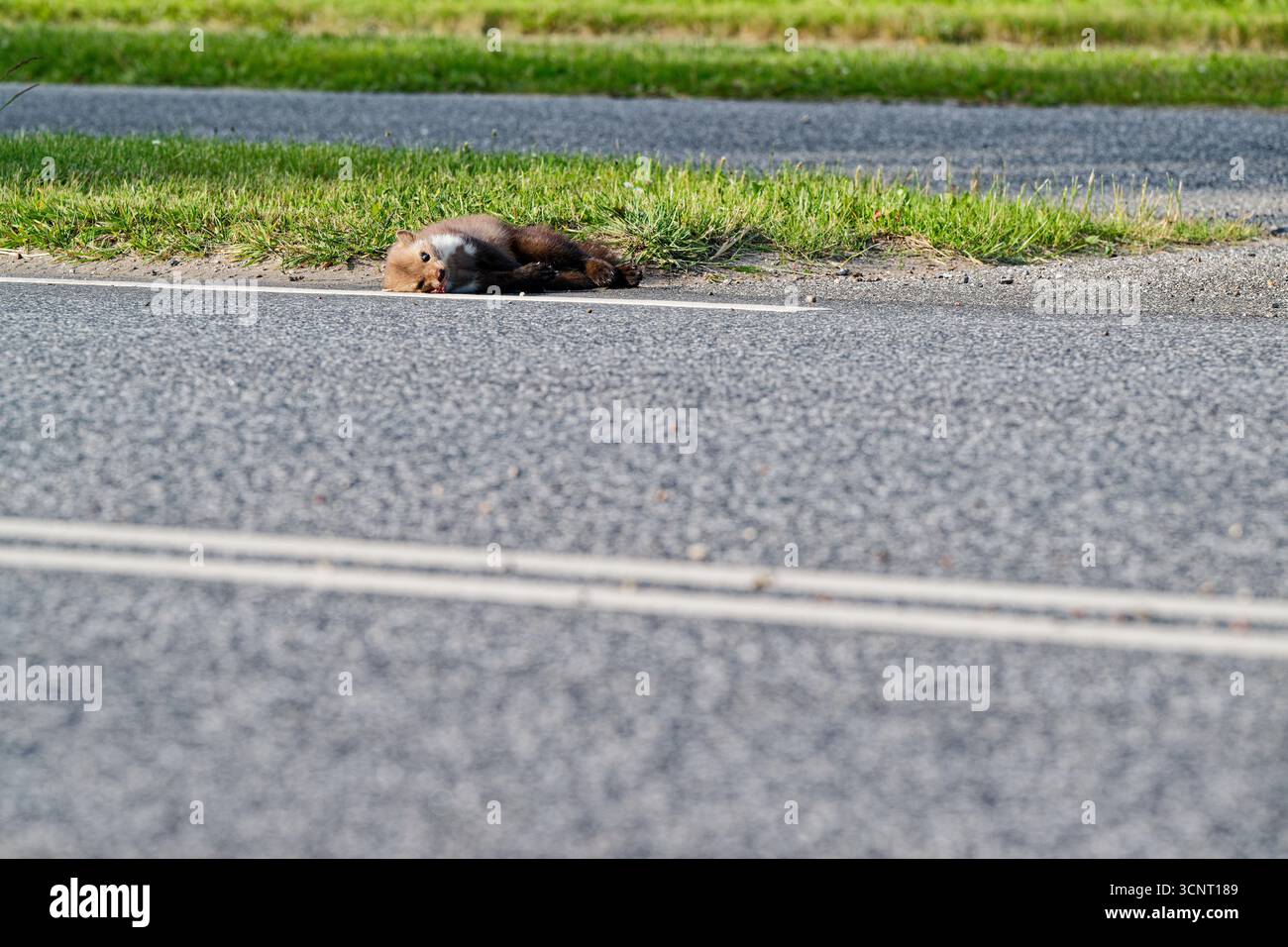 Der Marder erstreckt sich entlang des ruhigen Straßenrandes. Die Gliedmaßen sind gespreizt und das braune Fell ist zerzaust. Weiße Farbe und Staub markieren den Ort, die Szene Stockfoto