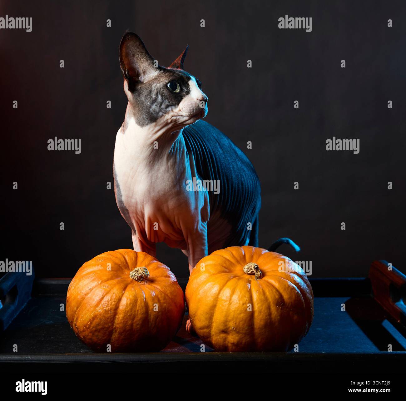 Haarlose sphynx-Katze, die neben Kürbissen auf schwarzem Hintergrund im Studio-Stillleben steht. Festliches Halloween-Thema mit Herbstdekoration. Stockfoto