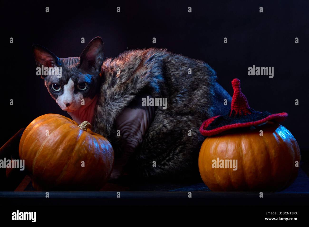 Kanadische Sphynx-Katze mit rotem Hexenhut auf Kürbissen im Studio. Das saisonale Halloween-Dekor sorgt für ein verspieltes Element. Stockfoto