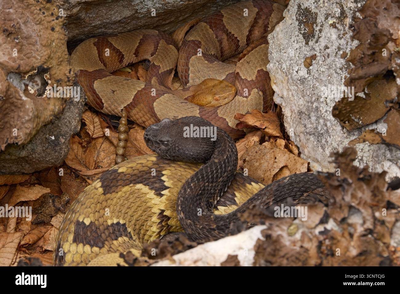 Holzklapperschlangen, Crotalus horridus und Kupferköpfe, Agkistrodon contortrix, schwangere Weibchen zusammen in der gemeinsamen Rookery, Maryland Stockfoto