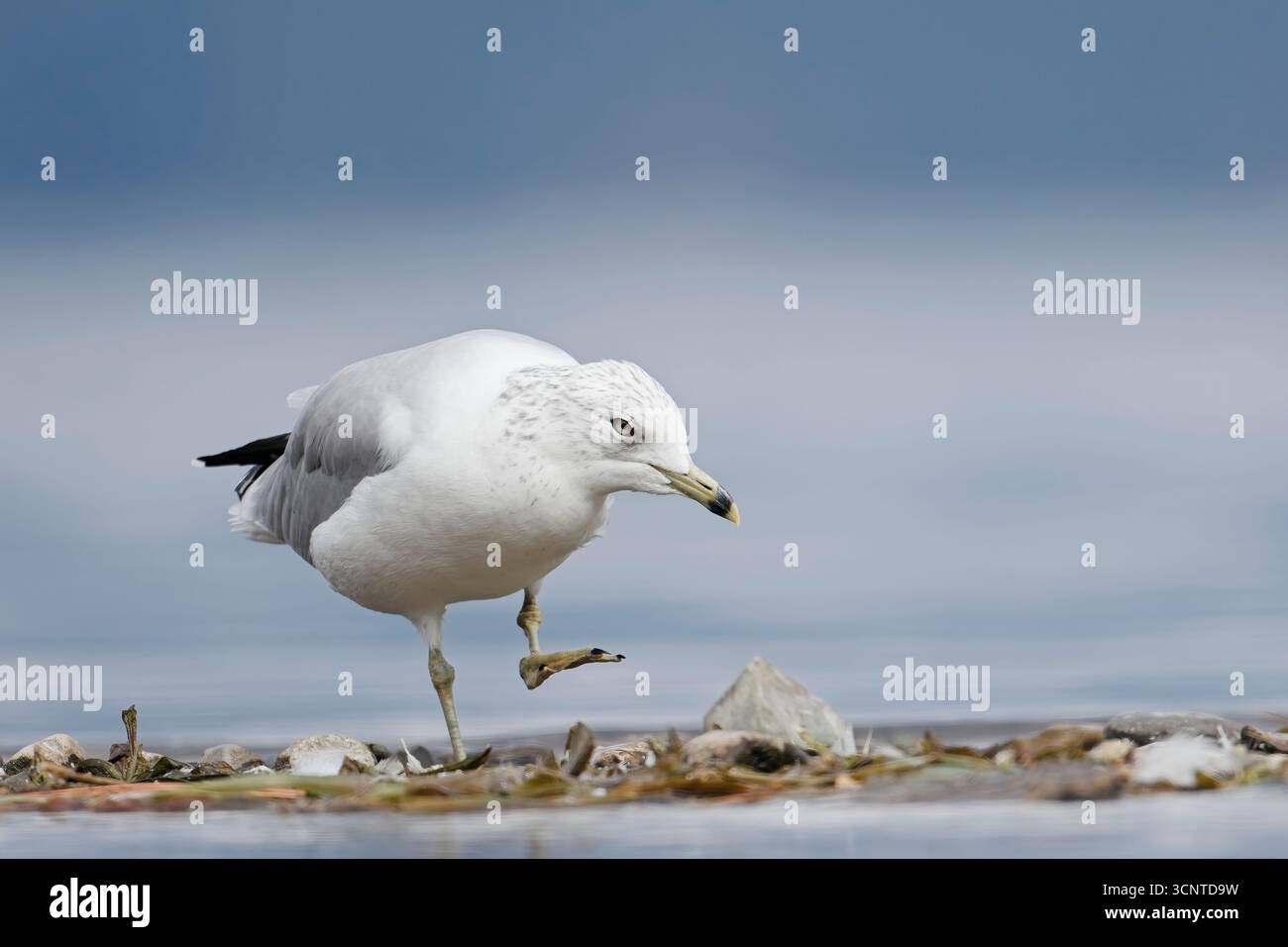 Eine kalifornische Möwe beginnt sich mit ihrem Fuß an einem See in Hayden, Idaho, zu kratzen. Stockfoto