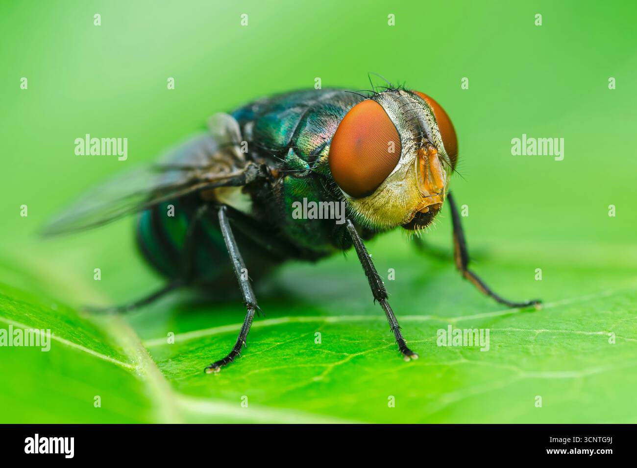 Makrofoto einer grünen Flaschenfliege mit orangefarbenen Augen, die auf einem leuchtend grünen Blatt stehen. Zeigt die komplizierten Details des in Stockfoto