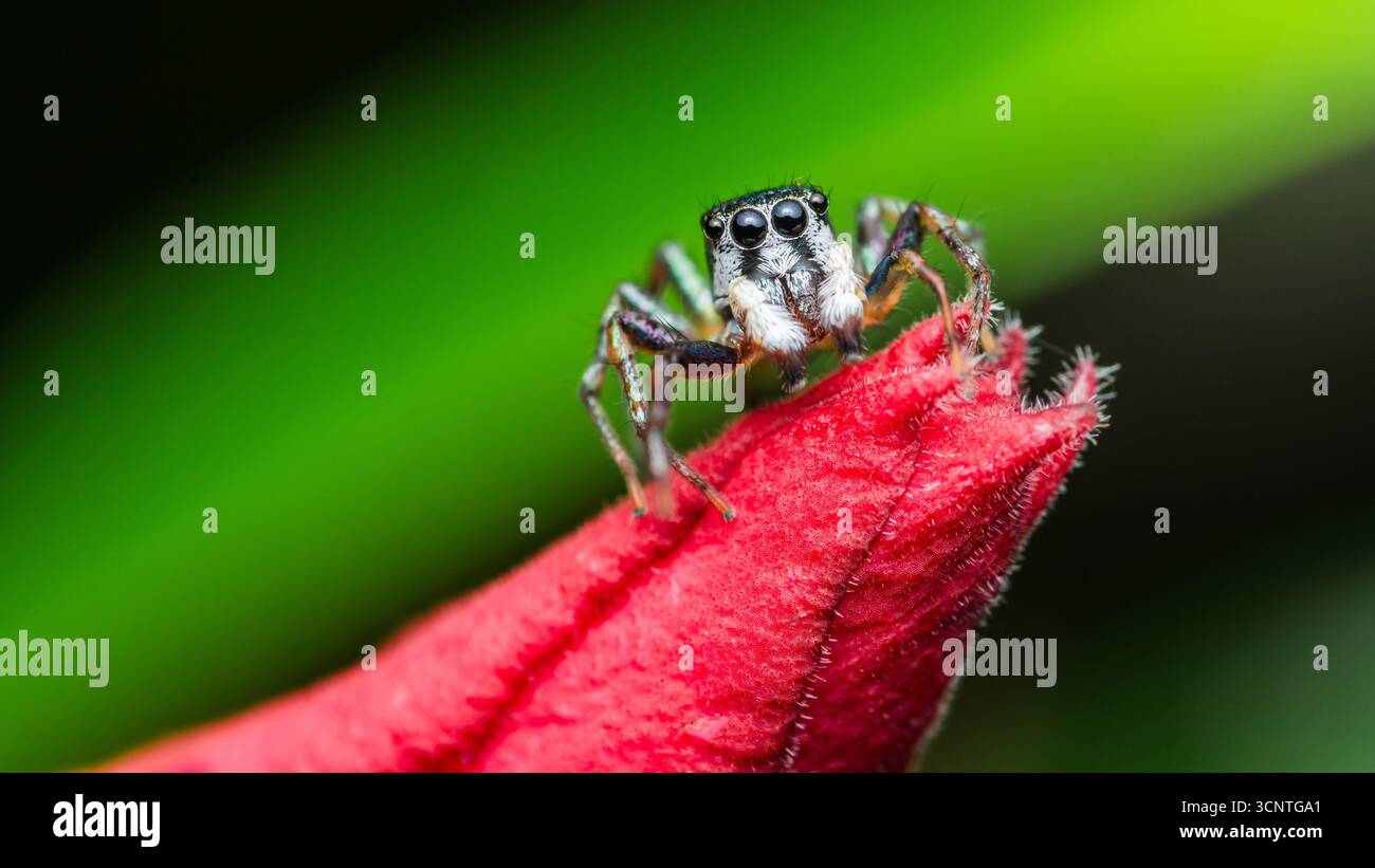 Makrofotografie einer farbenfrohen springenden Spinne, die auf einer roten tropischen Blütenknospe mit einem verschwommenen grünen Hintergrund steht und die Schönheit A zeigt Stockfoto