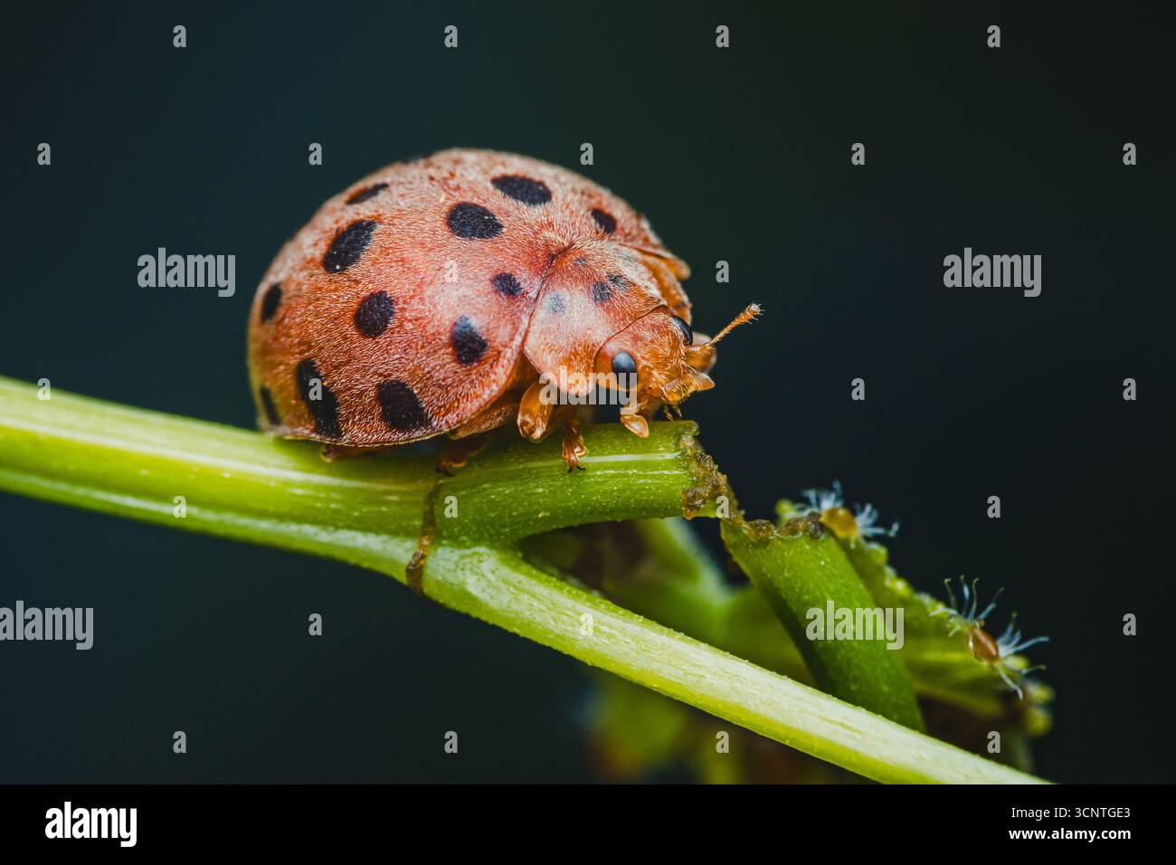 Orange Marienkäfer mit auffälligen schwarzen Flecken, die entlang eines leuchtend grünen Pflanzenstiels krabbeln und die komplizierte Schönheit der zarten Naturwesen hervorheben i Stockfoto