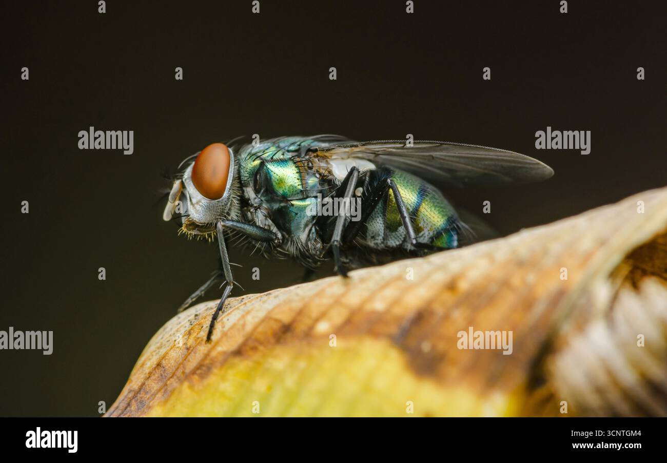 Makroaufnahme in Nahaufnahme mit einer lebendigen Blasfliege, die auf einem trockenen Blatt thront und den schillernden Körper mit Grün-, Blau- und Orang-Tönen betont Stockfoto