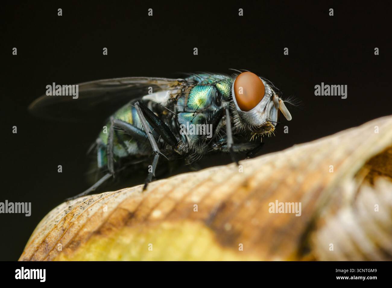 Nahaufnahme einer grünen Flaschenfliege mit schillerndem Körper und großen orangen Augen, die auf einem trockenen Blatt vor dunklem Hintergrund steht und das i des Insekts zeigt Stockfoto