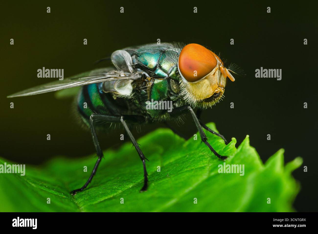 Extreme Nahaufnahme einer metallischen grünen und orangen Fliege, die auf einem leuchtend grünen Blatt steht und ihren schillernden Körper und die großen zusammengesetzten Augen zeigt Stockfoto