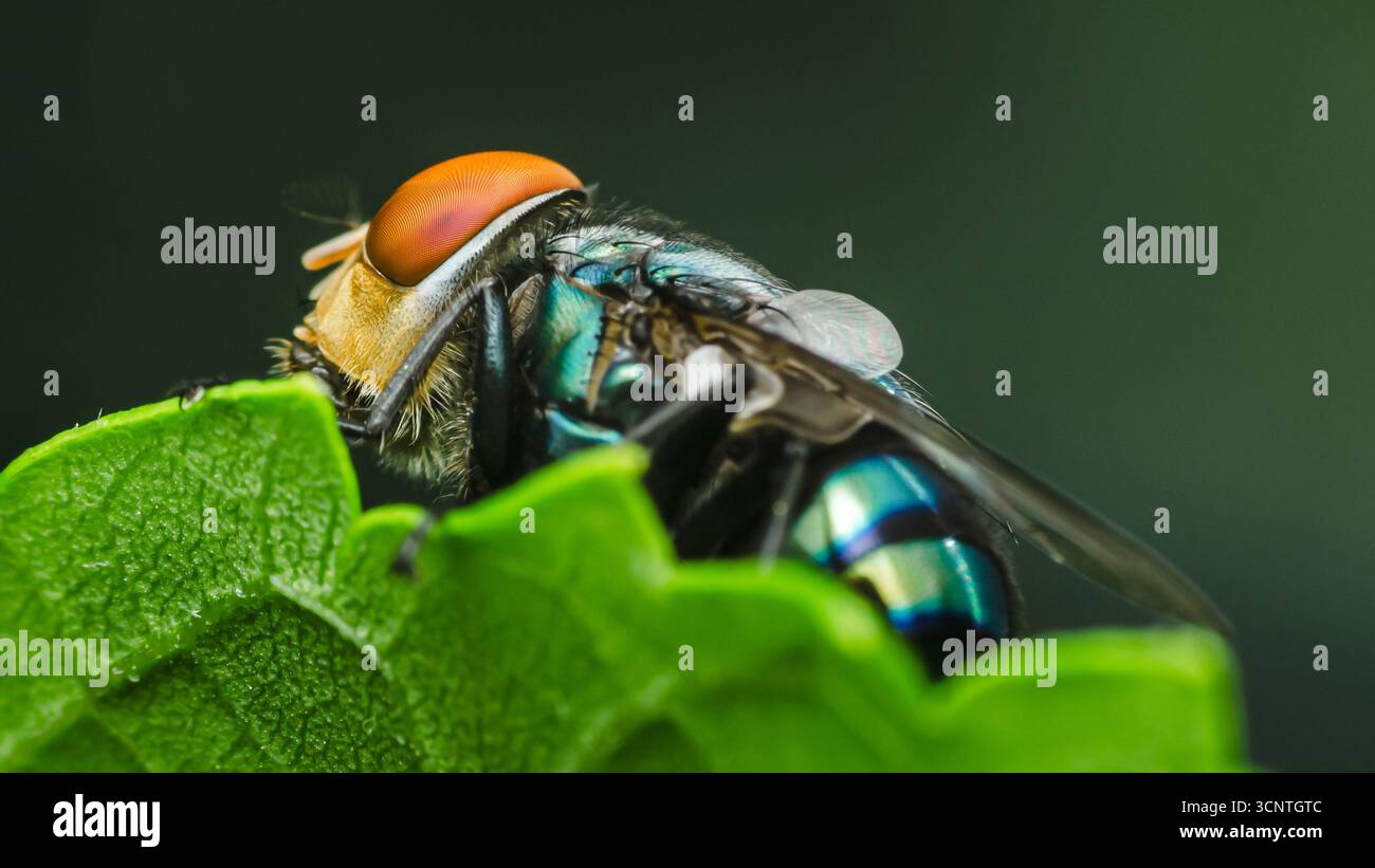 Nahaufnahme einer lebendigen Fliege mit schillerndem blau-grünem Körper und orangefarbenem Kopf, die auf einem hellgrünen Blatt thront und die Schönheit und Details von zeigt Stockfoto