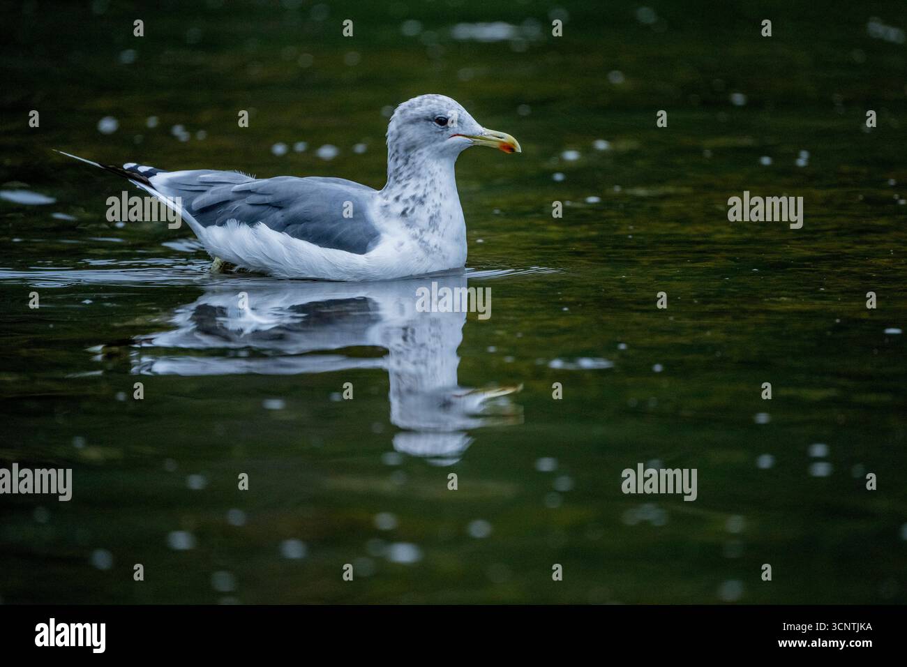 Eine kalifornische Möwe (Larus californicus) in Cameron Cove in Barnard Harbor, Princess Royal Island, Great Bear Rainforest, British Columbia, Kanada. Stockfoto