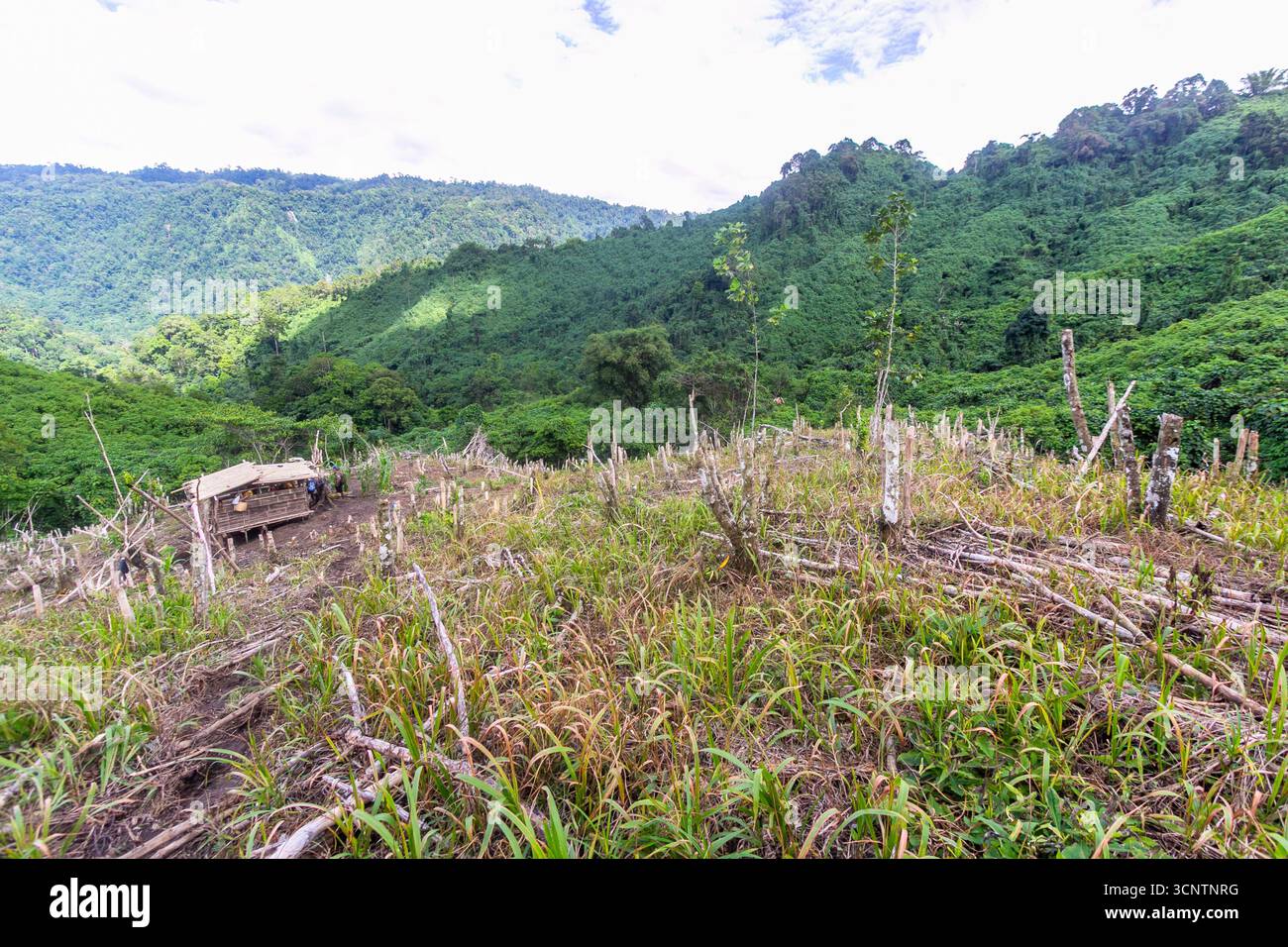Kaingin, oder Slash-and-Burn-Farming, in einem Berggebiet in Mindanao, Philippinen Stockfoto
