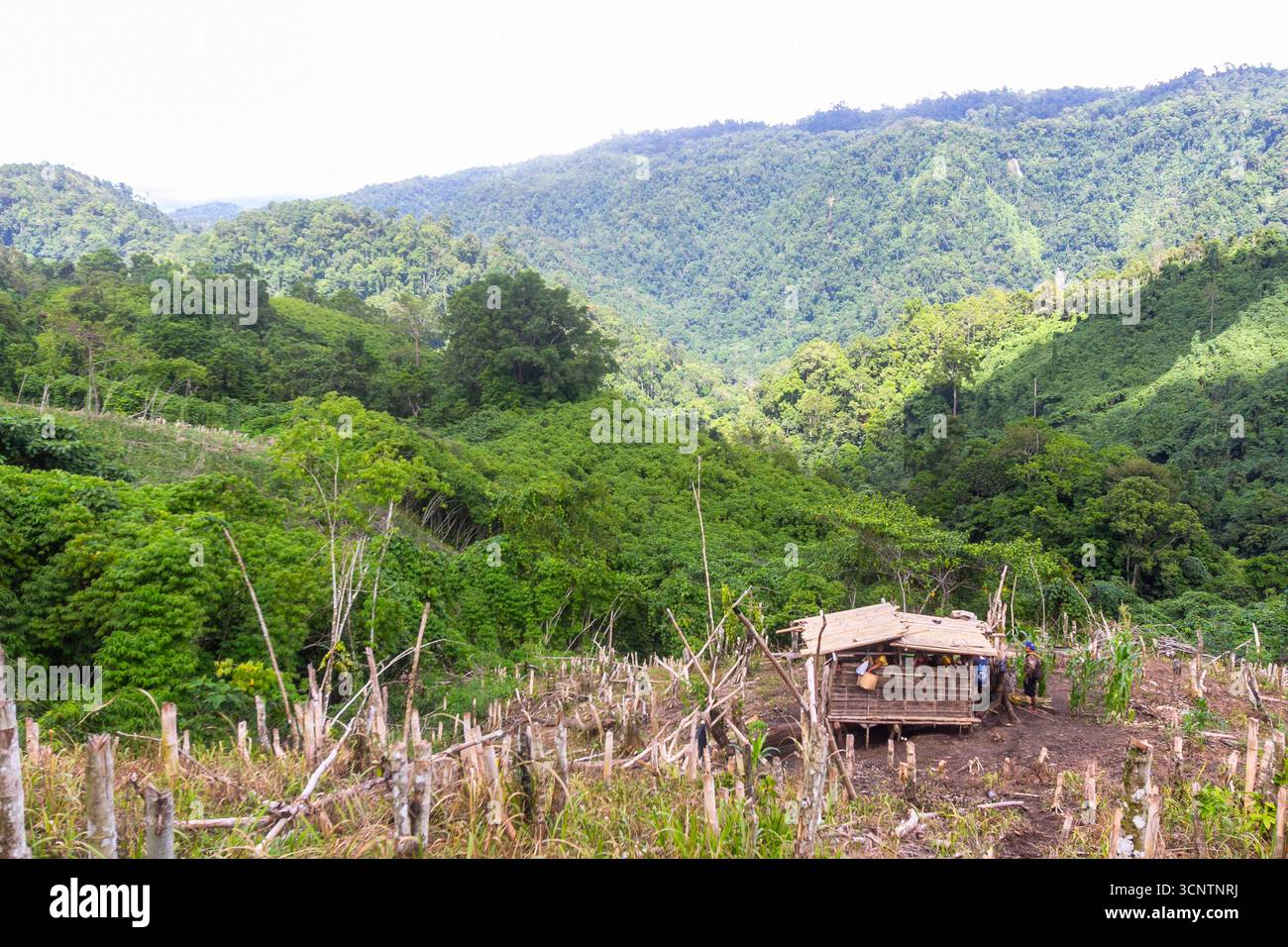 Kaingin, oder Slash-and-Burn-Farming, in einem Berggebiet in Mindanao, Philippinen Stockfoto