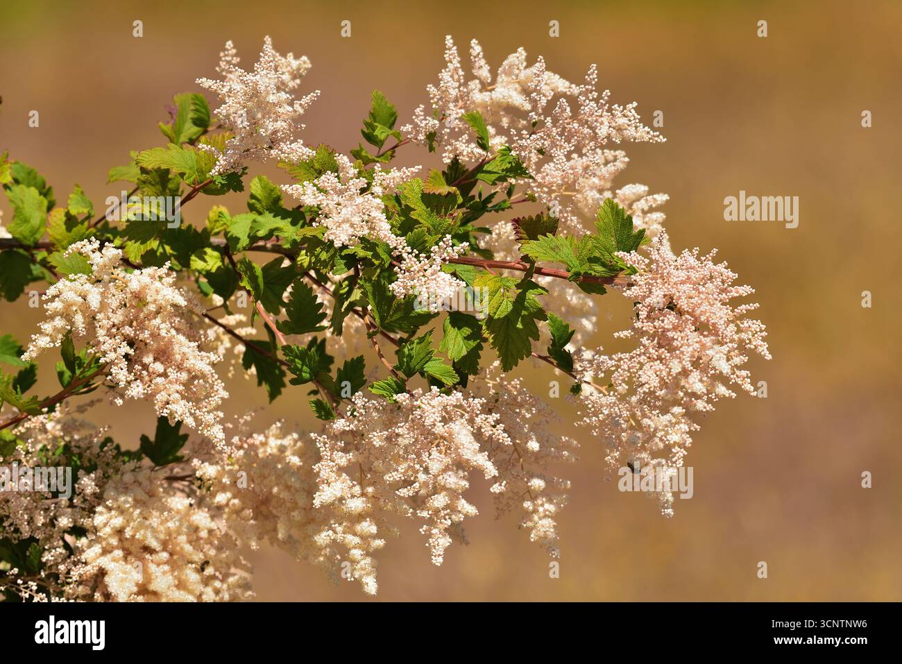 Volle Blüte des Creambuschs (auch bekannt als Eisenholz oder Ozeanspray). Stockfoto