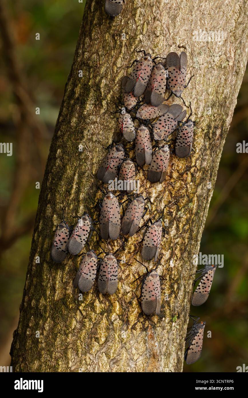 Die gefleckte Laterne (Lycorma delicatula) ernährt sich von saft vom Himmelsbaum (Ailanthus altissima), Maryland, auch von anderen Bäumen, und Stockfoto