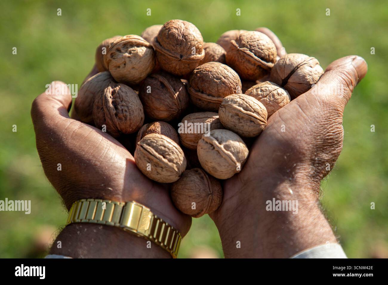Budgam, Indien. September 2025. Ein kaschmirischer Landwirt zeigt Walnüsse, nachdem er seine grünen Schalen während der Erntezeit im Distrikt Budgam südwestlich von Srinagar entfernt hat. Die Walnussernte, die Ende August beginnt und bis September andauert, ist eine der wichtigsten landwirtschaftlichen Tätigkeiten in der Region. Auf Kaschmir entfallen etwa 98 Prozent der indischen Walnussproduktion, die größtenteils in den Nahen Osten, Europa und Asien exportiert wird. Die Erzeuger sagen, sie seien besorgt über sinkende Preise und eine sinkende Nachfrage. Quelle: SOPA Images Limited/Alamy Live News Stockfoto