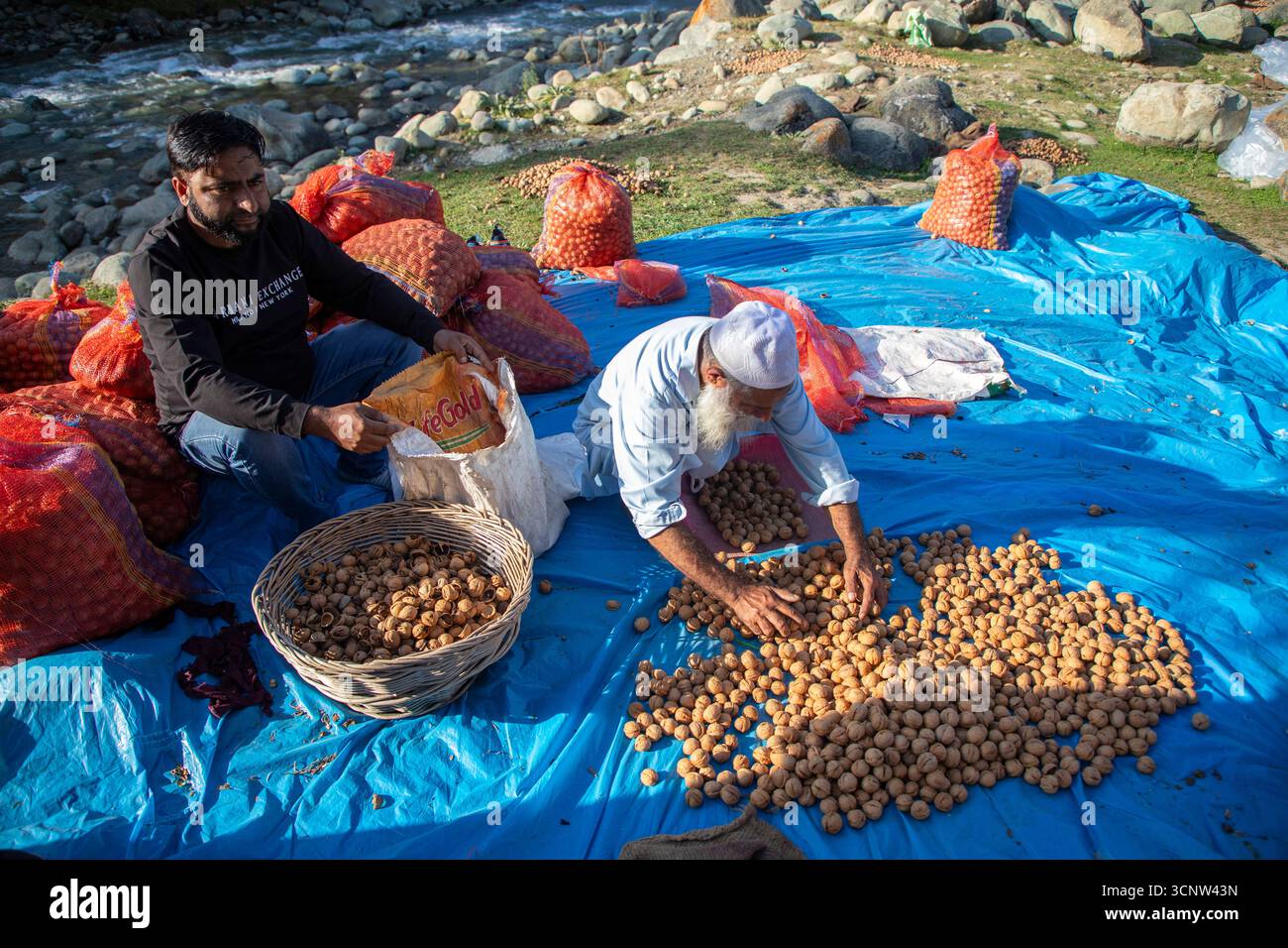 Budgam, Indien. September 2025. Kaschmiri-Bauern verpacken Walnüsse, nachdem sie ihre grünen Schalen während der Erntezeit im Distrikt Budgam südwestlich von Srinagar entfernt haben. Die Walnussernte, die Ende August beginnt und bis September andauert, ist eine der wichtigsten landwirtschaftlichen Tätigkeiten in der Region. Auf Kaschmir entfallen etwa 98 Prozent der indischen Walnussproduktion, die größtenteils in den Nahen Osten, Europa und Asien exportiert wird. Die Erzeuger sagen, sie seien besorgt über sinkende Preise und eine sinkende Nachfrage. Quelle: SOPA Images Limited/Alamy Live News Stockfoto