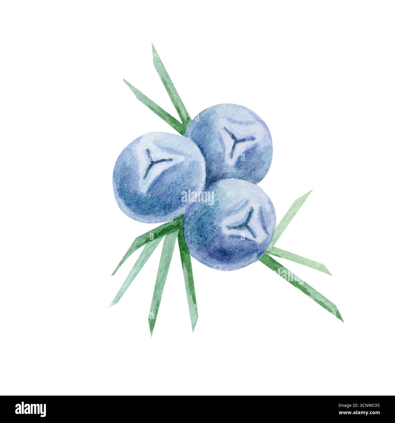 Blaue wacholderbeeren mit sternförmigen Enden und grünen Blättern in Aquarellillustration, handgezeichnetes botanisches Clipart für Küchenkunst, Stoffdrucke, Geschenkpapier, Rezeptkarten und Kräuterverpackungen. Stockfoto