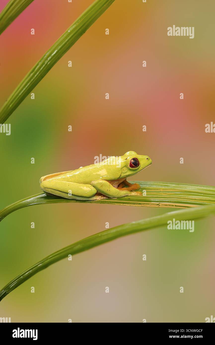 Ein leuchtender, rotäugiger Baumfrosch, Agalychnis callidryas, ruht auf einem üppigen grünen Blatt vor einem sanft verschwommenen, mehrfarbigen Hintergrund im tropischen Panam Stockfoto