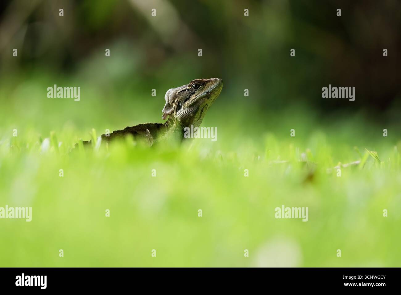 Ein gewöhnlicher Basilisk, auch bekannt als Jesus Christus-Echse, ruht inmitten des lebendigen Grüns in Panama. Seine neugierigen Augen und sein unverwechselbares Wappen machen dieses Re Stockfoto