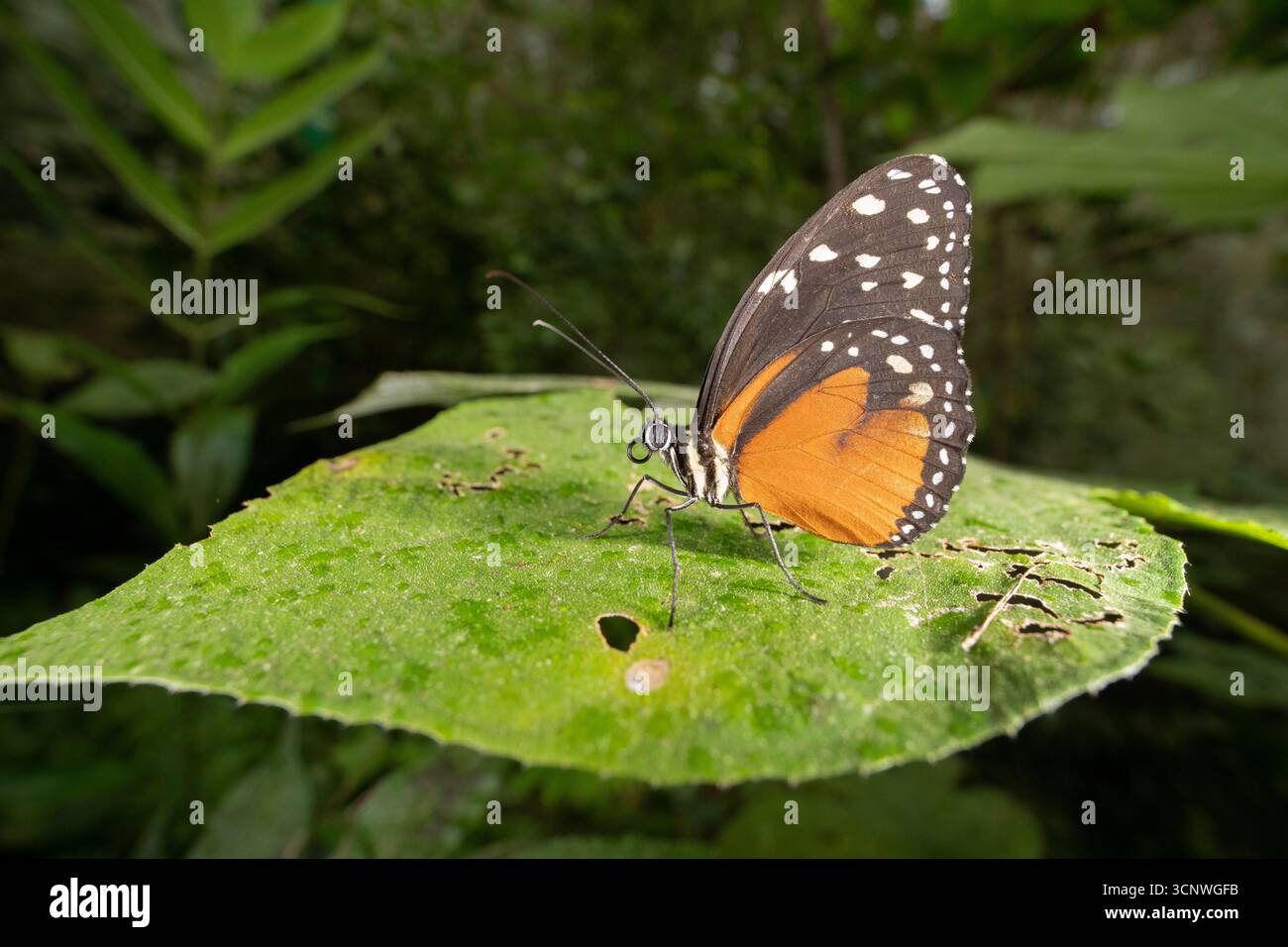 Ein Heliconius-Schmetterling ruht anmutig auf einem lebendigen grünen Blatt im Gamboa-Regenwald, Panama. Die Szene fängt die heitere Schönheit dieses Einheimischen ein Stockfoto