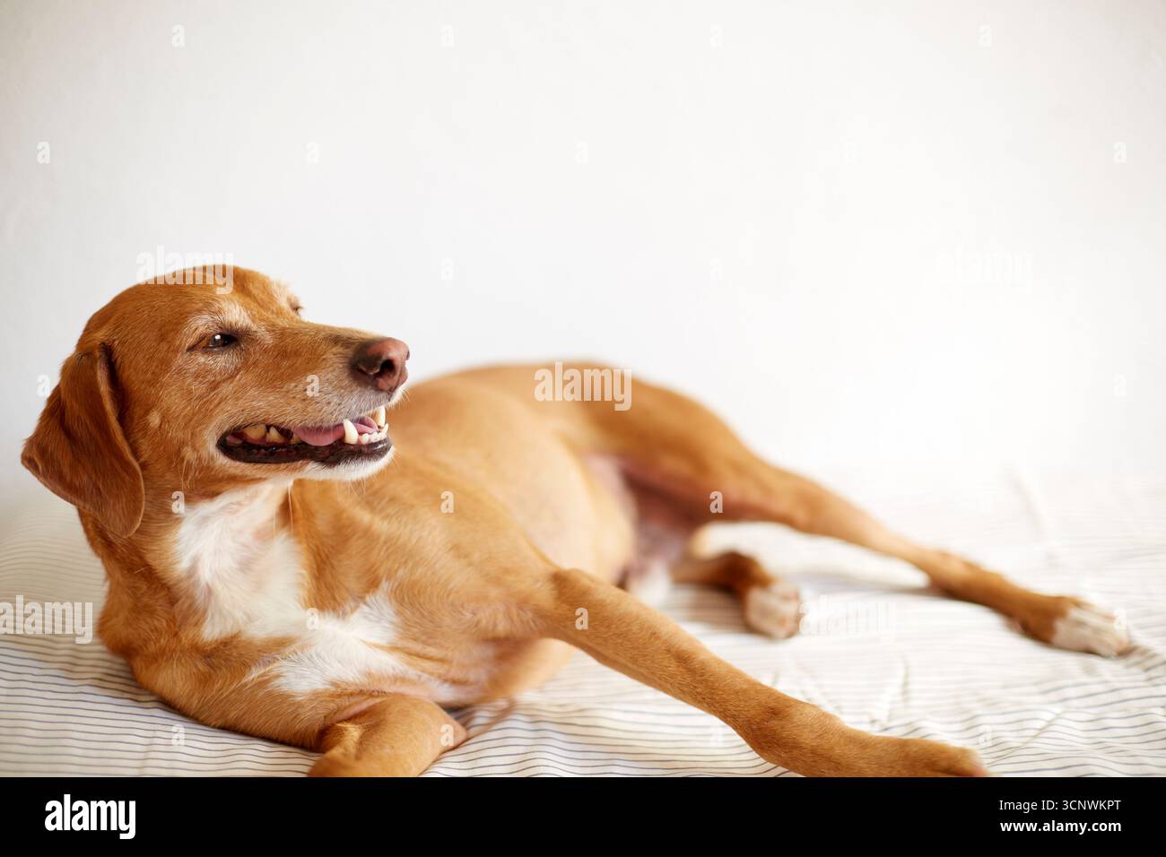 Ein ruhiger, brauner Hund liegt bequem auf einem Bett und sonnt sich in sanftem Tageslicht. Seine entspannte Haltung und sein sanfter Ausdruck strahlen Wärme und Vertrauen aus, Embodyi Stockfoto