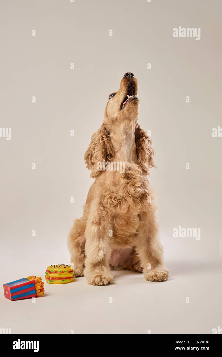 Ein verspielter Cocker Spaniel mit goldenem Fell sitzt auf einem weißen Boden und blickt nach oben. Es ist von farbenfrohen Spielzeugen umgeben, darunter ein Spielzeug-Hamburger und eine Pommes Frites Stockfoto