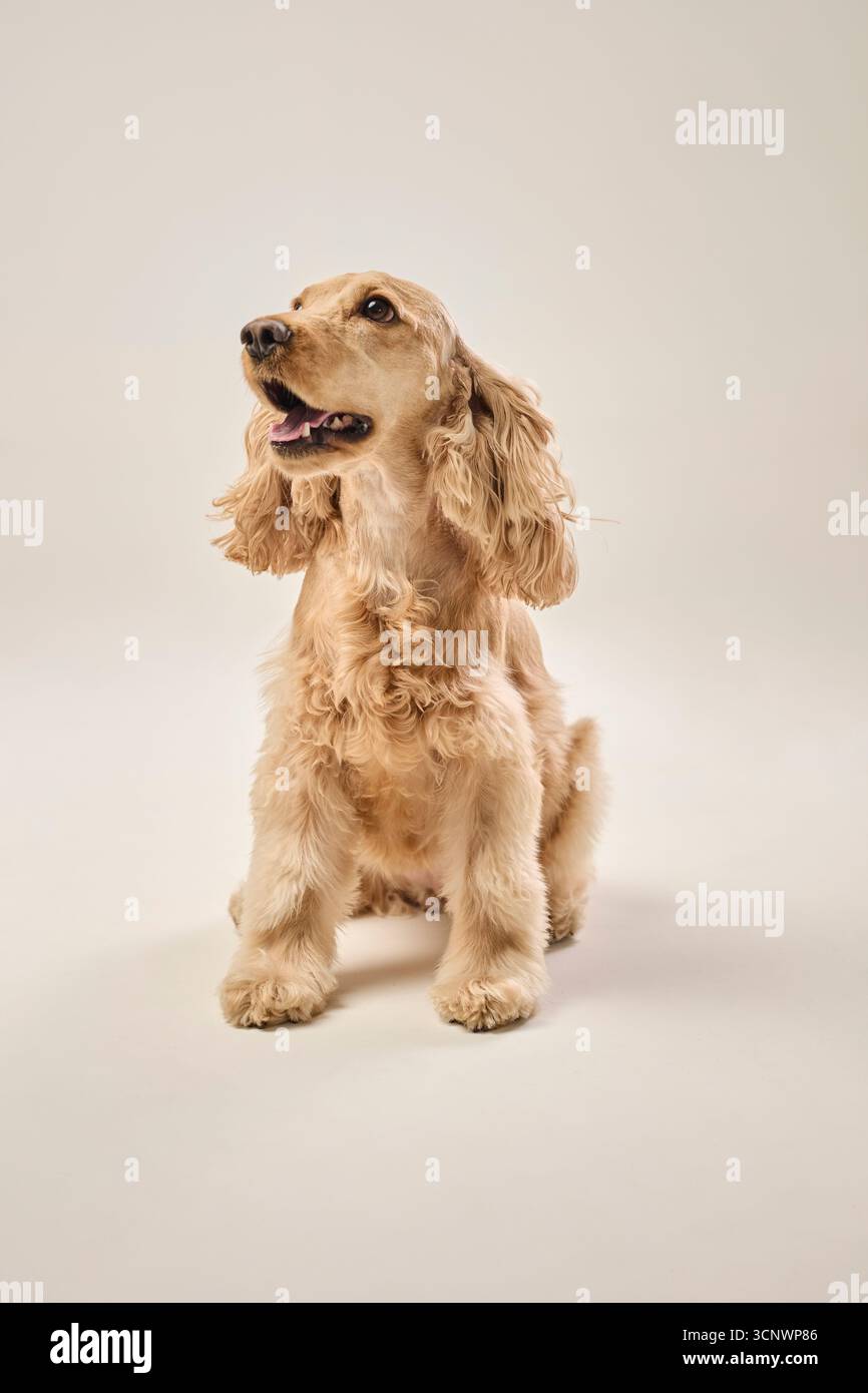Ein goldener Cocker Spaniel sitzt aufmerksam in einem Studio-Ambiente und zeigt sein glänzendes, welliges Fell und seinen freundlichen Ausdruck. Ideal für Tierliebhaber und Stockfoto