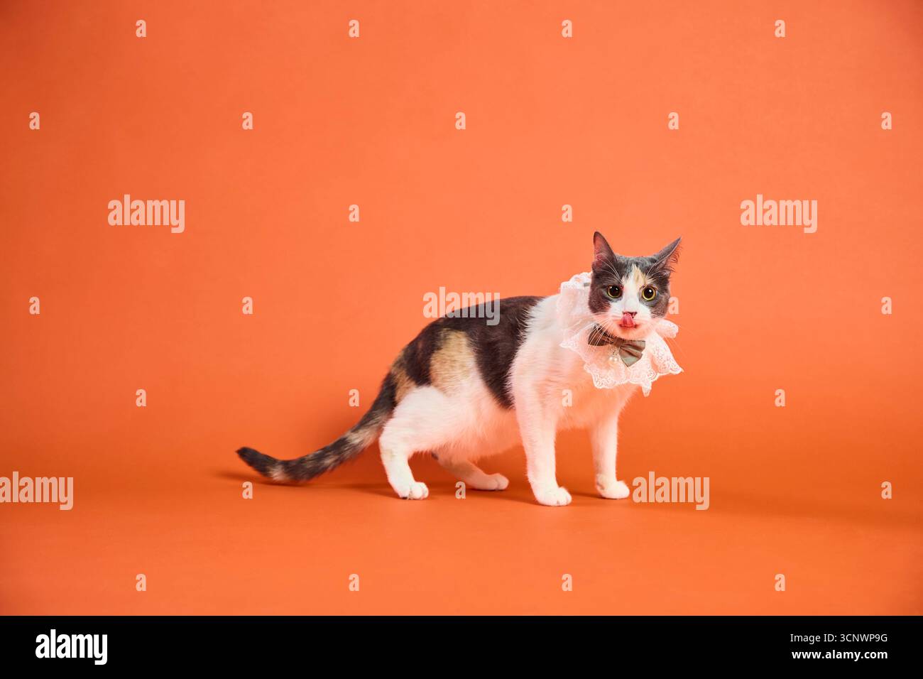 Eine charmante Calico-Katze posiert elegant in einem Studio-Setting mit einem dekorativen Spitzenkragen. Der warme orangefarbene Hintergrund unterstreicht das markante Pelz Stockfoto