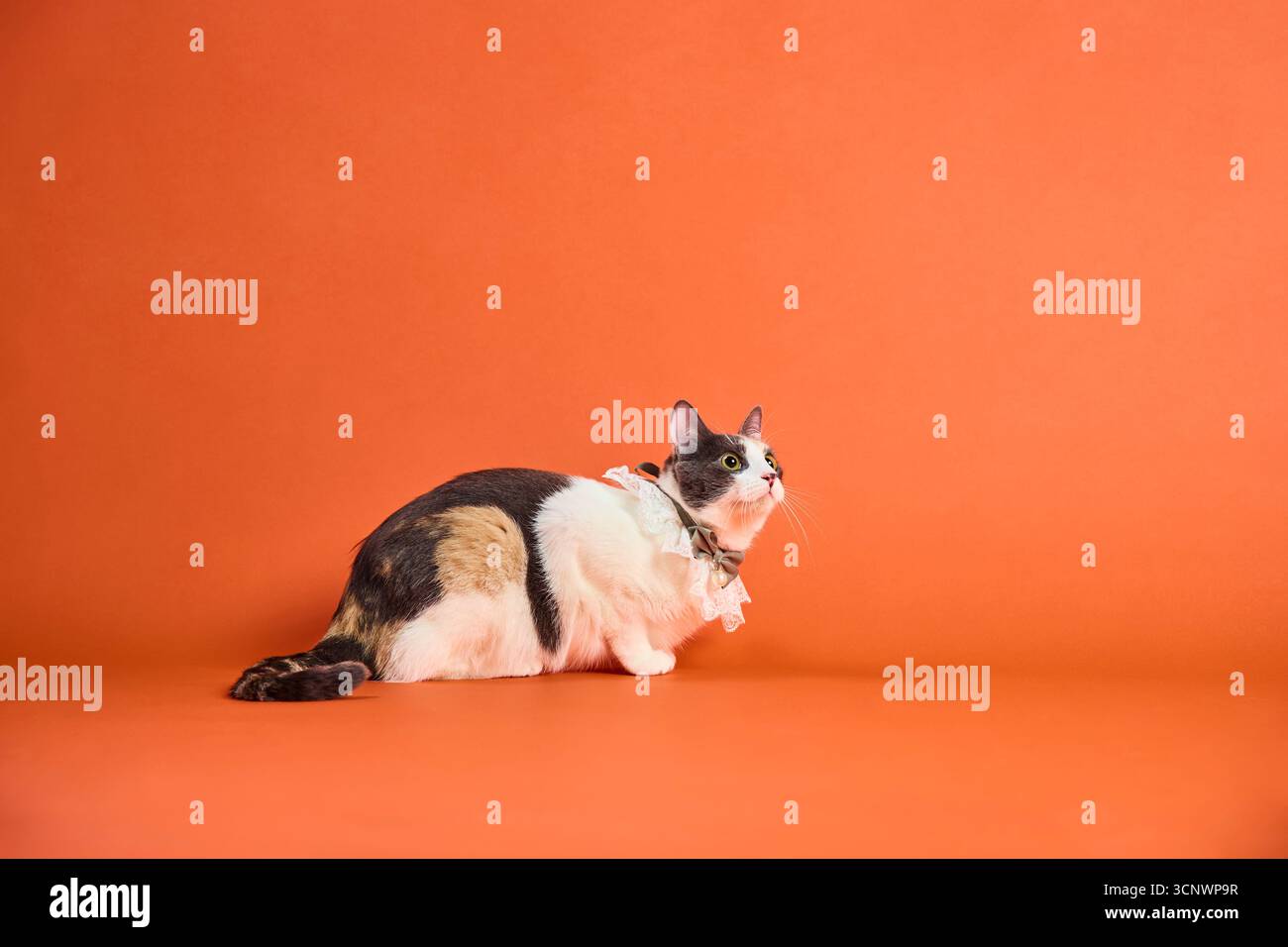 Ein bezauberndes Porträt einer verspielten Katze mit Spitzenkragen in einem hell beleuchteten Studio. Der orangefarbene Hintergrund verstärkt das farbenfrohe Fell der Katze und macht es so Stockfoto