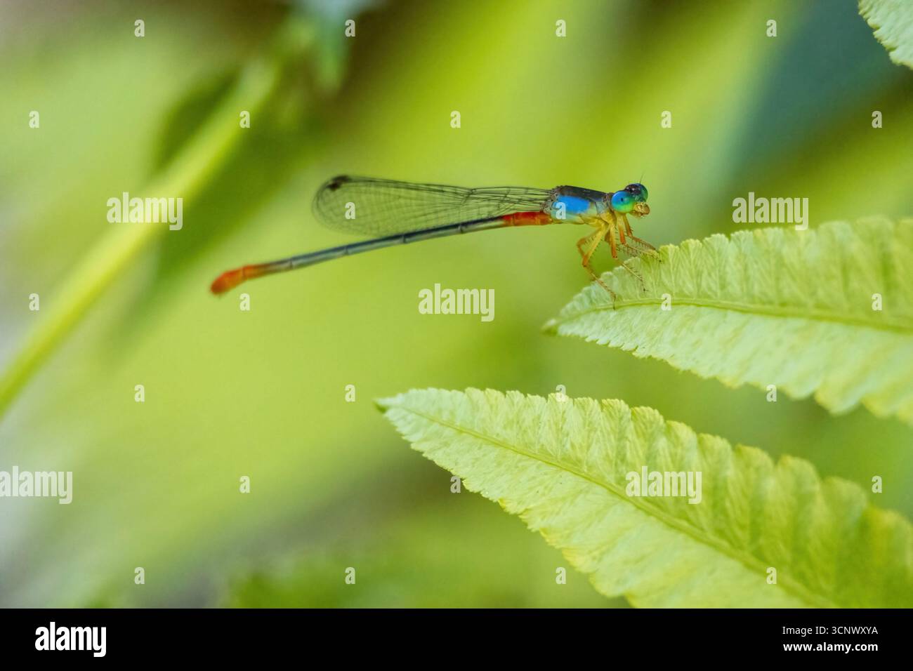 Damselfly sitzt auf grünen Blättern. Jungfliegen sind fliegende Insekten der Unterordnung Zygoptera in der Ordnung Odonata. Sie ähneln Libellen b Stockfoto