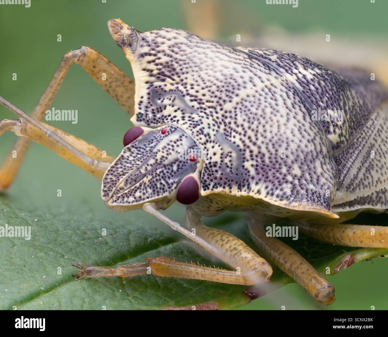 Teneral Forest Shieldbug (Pentatoma rufipes) Nahaufnahme. Tipperary, Irland Stockfoto