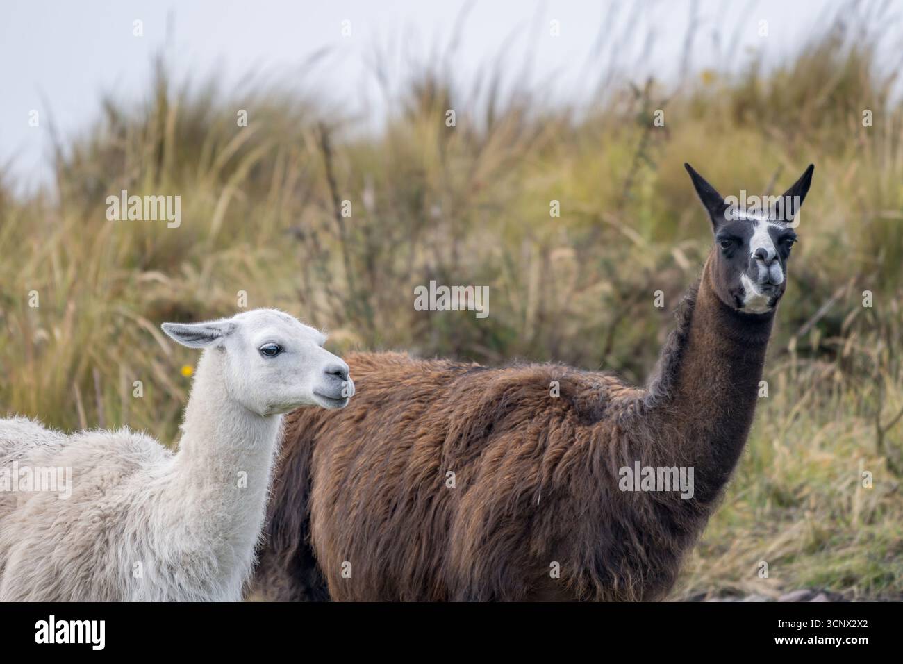 Zwei Lamas grasen friedlich inmitten der zerklüfteten Hochlandlandschaft von Cayambe, Ecuador, umgeben von natürlichen Graslandschaften und weichem bergigem Gelände Stockfoto